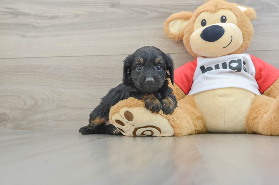 6 week old Mini Aussiedoodle Puppy For Sale - Seaside Pups