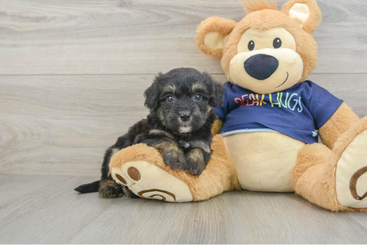Best Mini Aussiedoodle Baby