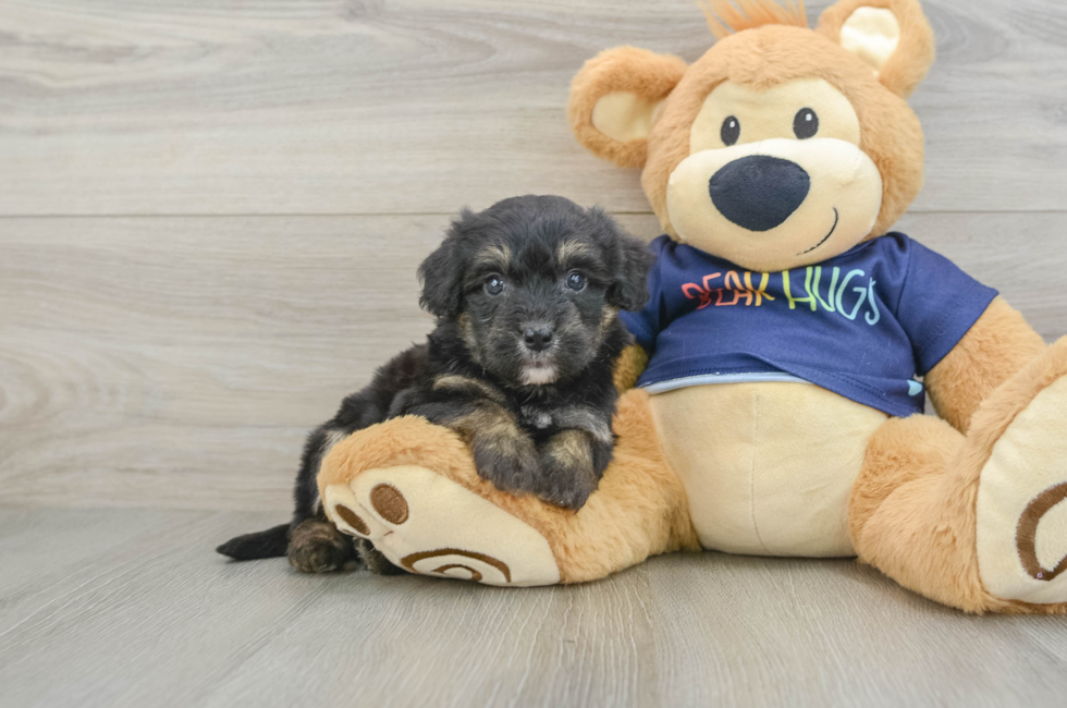 6 week old Mini Aussiedoodle Puppy For Sale - Seaside Pups