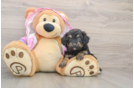 Mini Aussiedoodle Puppy for Adoption