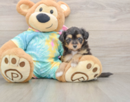 7 week old Mini Aussiedoodle Puppy For Sale - Seaside Pups