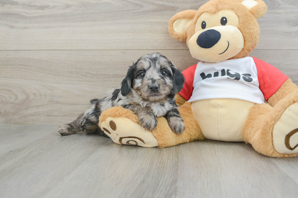 6 week old Mini Aussiedoodle Puppy For Sale - Seaside Pups