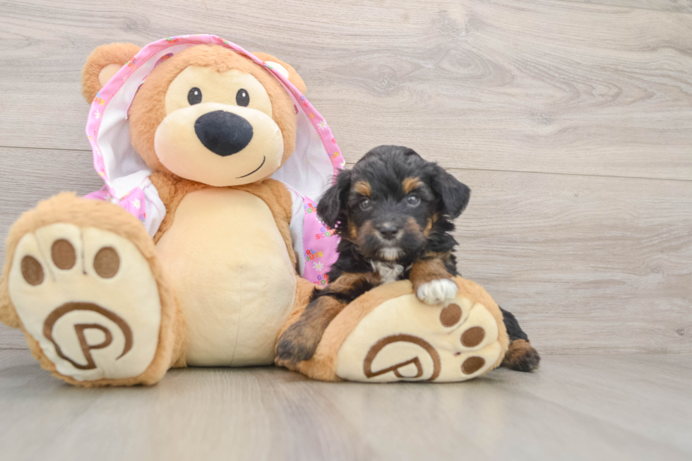 Mini Aussiedoodle Pup Being Cute