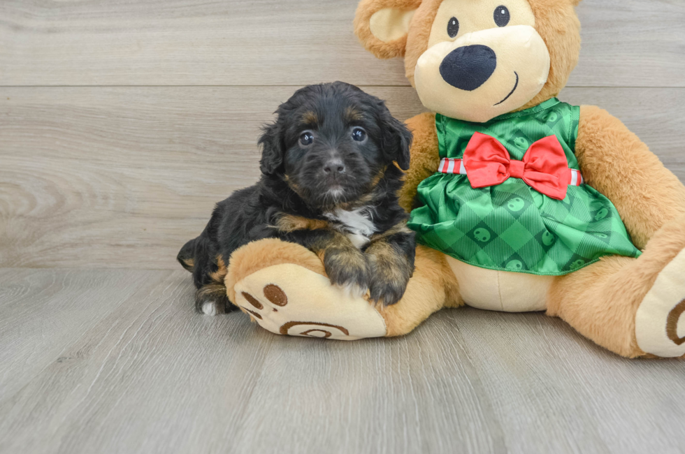 6 week old Mini Aussiedoodle Puppy For Sale - Seaside Pups