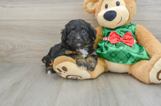 Best Mini Aussiedoodle Baby