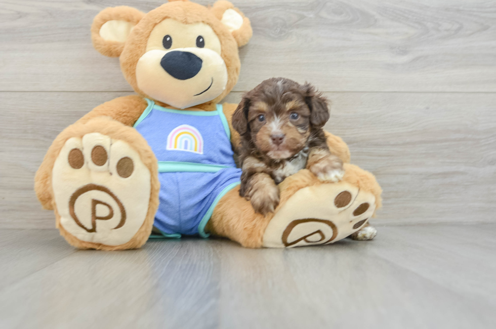 6 week old Mini Aussiedoodle Puppy For Sale - Seaside Pups