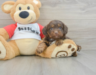 8 week old Mini Aussiedoodle Puppy For Sale - Seaside Pups