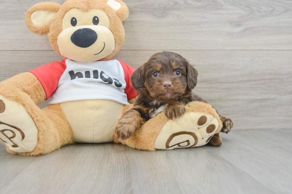 6 week old Mini Aussiedoodle Puppy For Sale - Seaside Pups