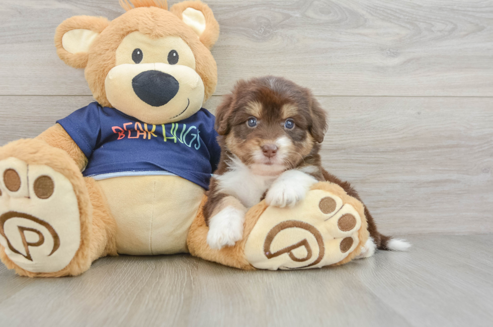 5 week old Mini Aussiedoodle Puppy For Sale - Seaside Pups
