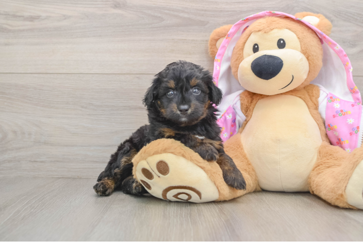 Mini Aussiedoodle Pup Being Cute