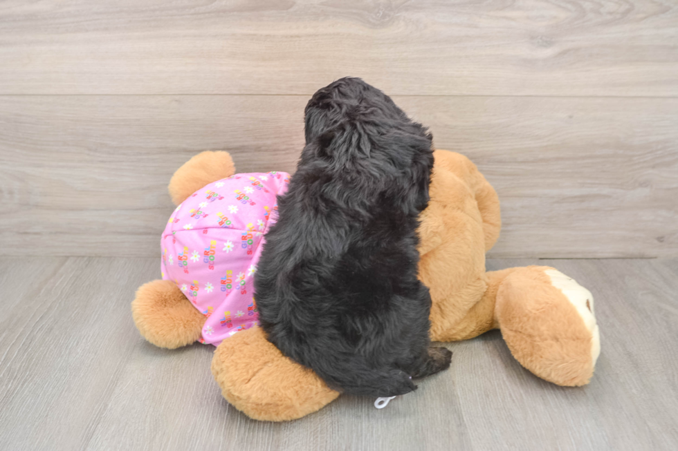 Adorable Mini Australian Shepherd X Poodle Mix Poodle Mix Puppy