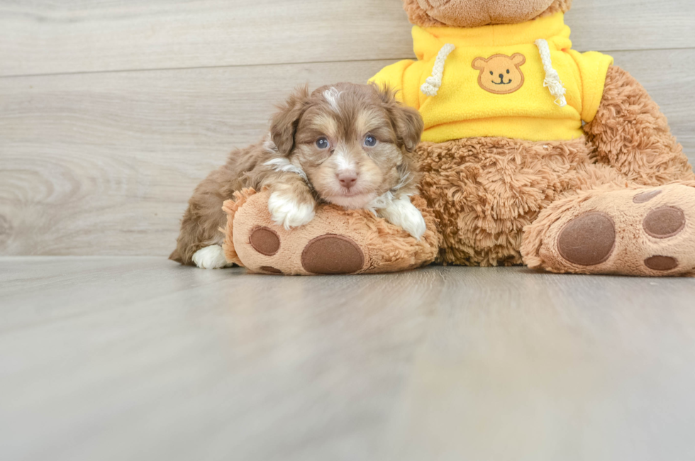 5 week old Mini Aussiedoodle Puppy For Sale - Seaside Pups