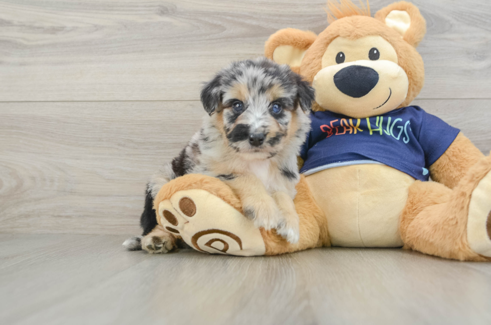5 week old Mini Aussiedoodle Puppy For Sale - Seaside Pups