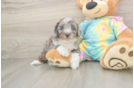 Playful Mini Aussiepoodle Poodle Mix Puppy