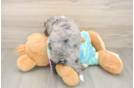 Small Mini Aussiedoodle Baby