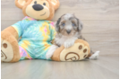Funny Mini Aussiedoodle Poodle Mix Pup