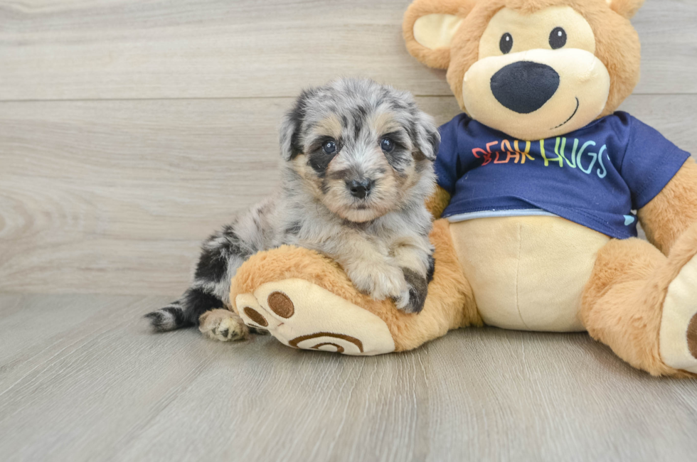 6 week old Mini Aussiedoodle Puppy For Sale - Seaside Pups