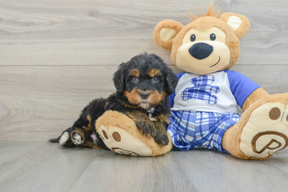 Popular Mini Bernedoodle Poodle Mix Pup