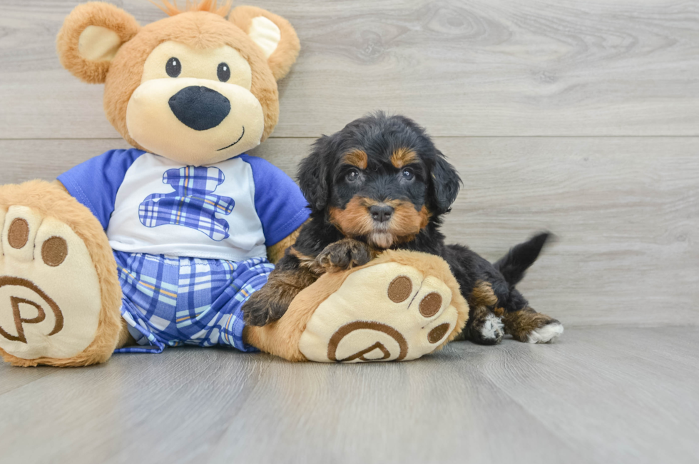 6 week old Mini Bernedoodle Puppy For Sale - Seaside Pups