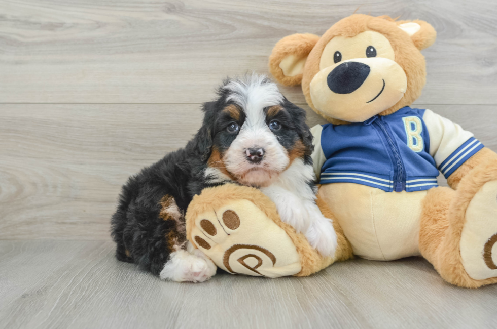 5 week old Mini Bernedoodle Puppy For Sale - Seaside Pups