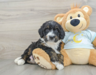 8 week old Mini Bernedoodle Puppy For Sale - Seaside Pups