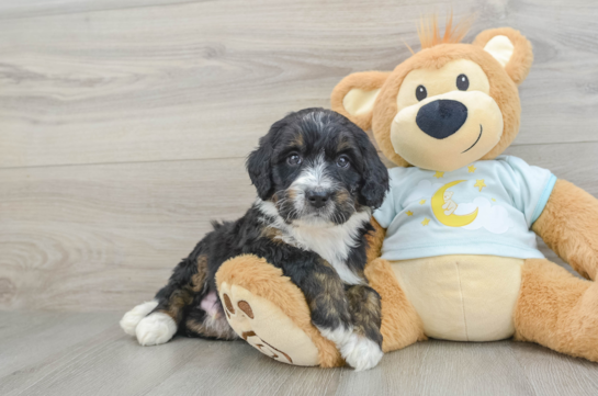 Best Mini Bernedoodle Baby