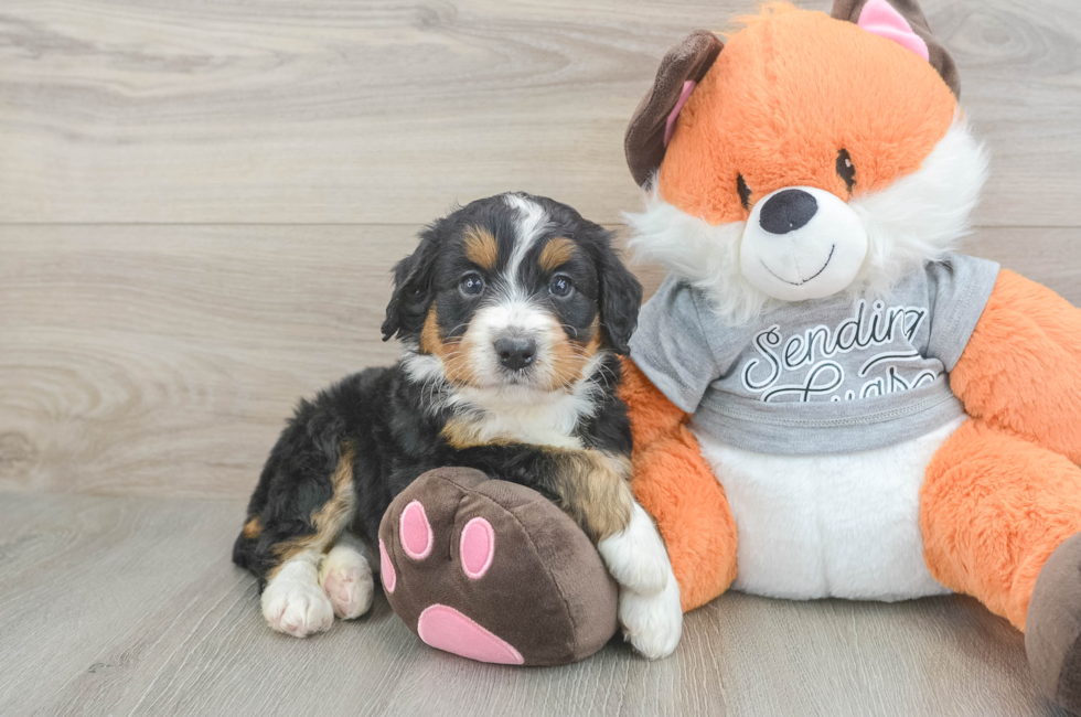 5 week old Mini Bernedoodle Puppy For Sale - Seaside Pups