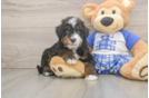 Fluffy Mini Bernedoodle Poodle Mix Pup