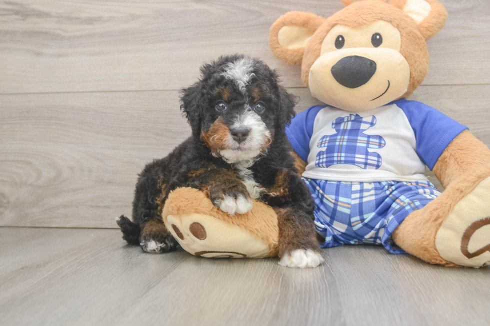 Fluffy Mini Bernedoodle Poodle Mix Pup