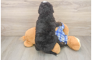 Best Mini Bernedoodle Baby