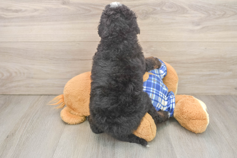 Best Mini Bernedoodle Baby