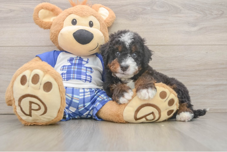 Funny Mini Bernedoodle Poodle Mix Pup
