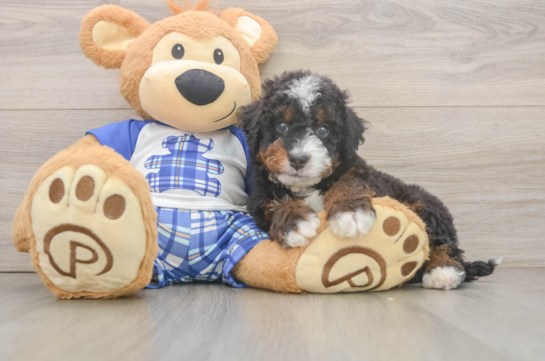 Funny Mini Bernedoodle Poodle Mix Pup