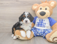 7 week old Mini Bernedoodle Puppy For Sale - Seaside Pups