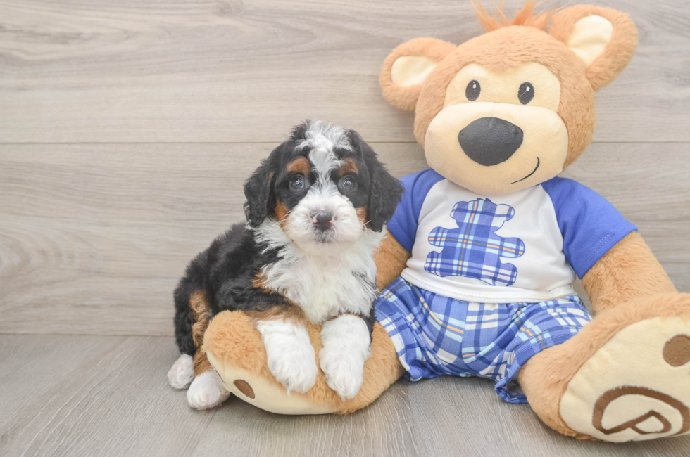 5 week old Mini Bernedoodle Puppy For Sale - Seaside Pups