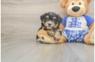 Best Mini Bernedoodle Baby