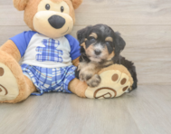 5 week old Mini Bernedoodle Puppy For Sale - Seaside Pups
