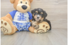 Popular Mini Bernedoodle Poodle Mix Pup