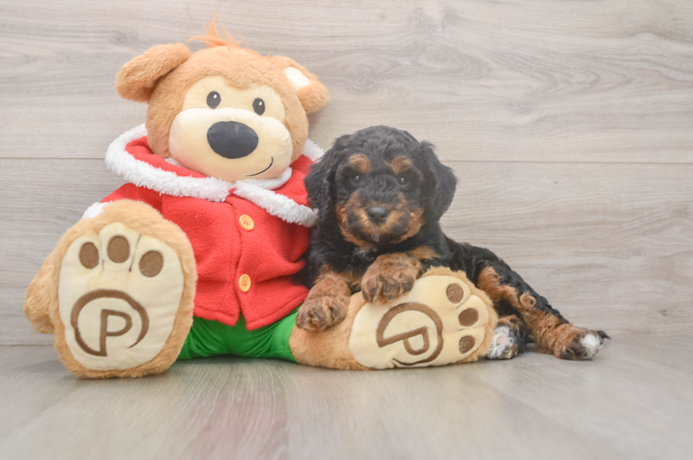 6 week old Mini Bernedoodle Puppy For Sale - Seaside Pups