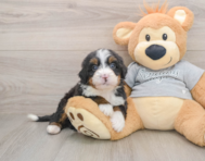6 week old Mini Bernedoodle Puppy For Sale - Seaside Pups