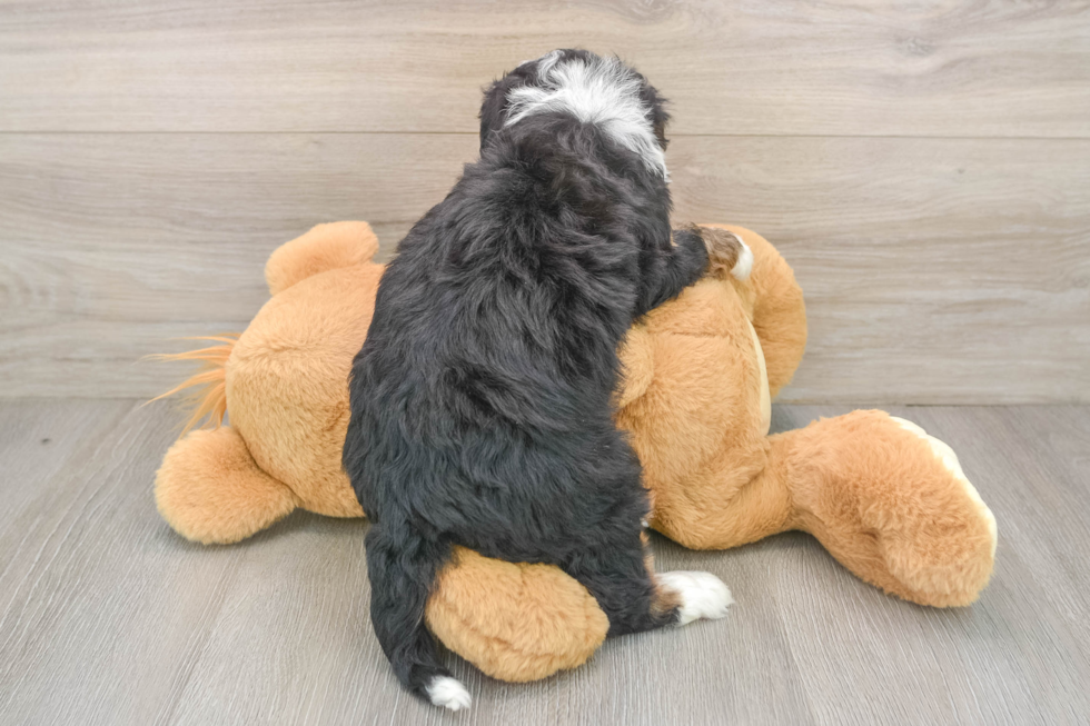 Mini Bernedoodle Pup Being Cute