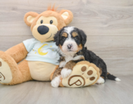 7 week old Mini Bernedoodle Puppy For Sale - Seaside Pups