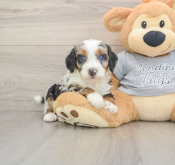 7 week old Mini Bernedoodle Puppy For Sale - Seaside Pups