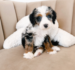 8 week old Mini Bernedoodle Puppy For Sale - Seaside Pups