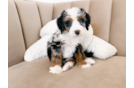 Best Mini Bernedoodle Baby