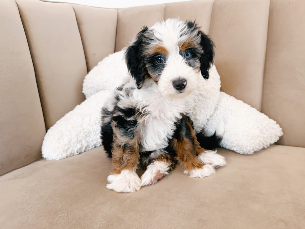 Best Mini Bernedoodle Baby