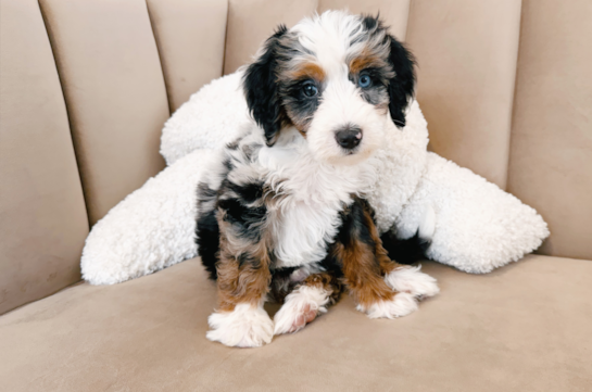 Best Mini Bernedoodle Baby