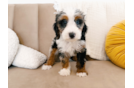 Cute Mini Bernedoodle Poodle Mix Pup