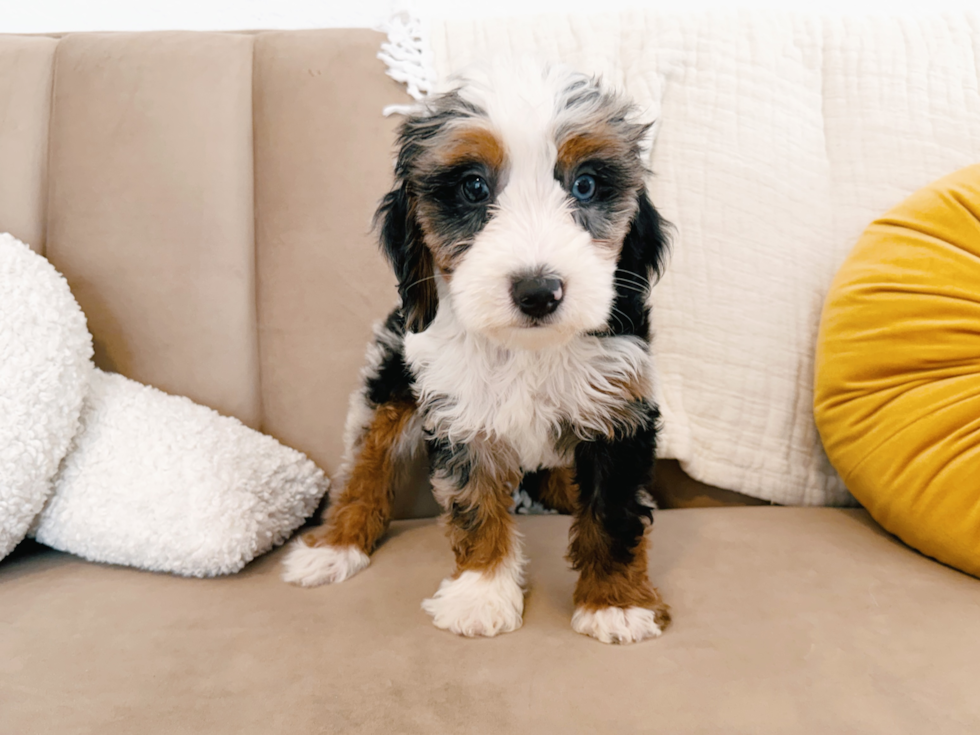 Cute Mini Bernedoodle Poodle Mix Pup