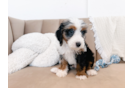 Cute Mini Bernedoodle Poodle Mix Pup